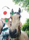Jeune poney entier 