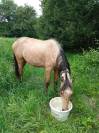 Jeune poney entier 
