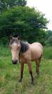 Jeune poney entier 