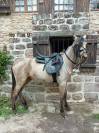 Jeune poney entier 