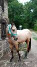Jeune poney entier 