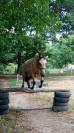 Jeune poney entier 