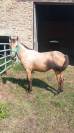 Jeune poney entier 