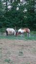 Jeune poney entier 