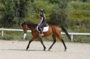 Caballo angloárabe con potencial