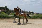 Caballo angloárabe con potencial