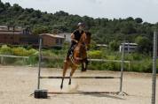 Caballo angloárabe con potencial