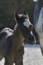 Poulain Cheval Etalon Arabe DSA 98.5% Noir Homozygote