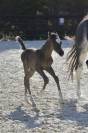 Poulain Cheval Etalon Arabe DSA 98.5% Noir Homozygote