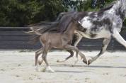 Poulain Cheval Etalon Arabe DSA 98.5% Noir Homozygote