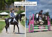 Poulain Cheval Etalon Arabe DSA 98.5% Noir Homozygote