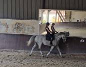 Hongre KWPN de Dressage - Niveau Confirmé - 10 ans 