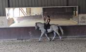Hongre KWPN de Dressage - Niveau Confirmé - 10 ans 