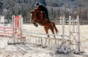 HONGRE 6 ans , pour CSO / CCE, 1m60