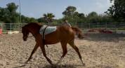 HONGRE 6 ans , pour CSO / CCE, 1m60