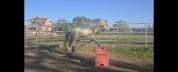 Poney hongre welsh part-bred 3 ans taille B