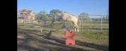 Poney hongre welsh part-bred 3 ans taille B