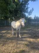 Poney hongre welsh part-bred 3 ans taille B