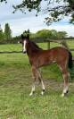 Superbe foal par El Barone, famille performante 150