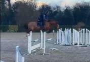 Superbe foal par El Barone, famille performante 150