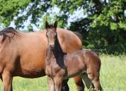 Magnifique foal par Joker d'Euskadi, famille sur 150
