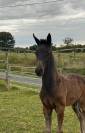 Magnifique foal par Joker d'Euskadi, famille sur 150