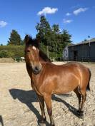 Poney hongre