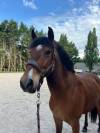 Poney hongre