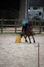 Poney hongre