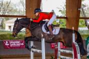 Caballo castrado 2017