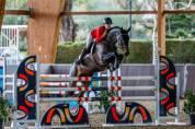 Caballo castrado 2017
