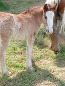 Poulains Irish Cob traditionnels