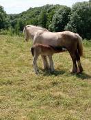 Poulains Irish Cob traditionnels