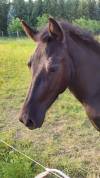 Loulou d'Haizé, Pottok 4 ans