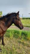 Loulou d'Haizé, Pottok 4 ans