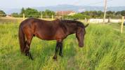 Loulou d'Haizé, Pottok 4 ans