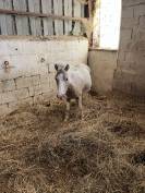 ponettes type shetland