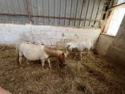 ponettes type shetland