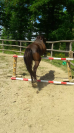 BABOA poney de 1m37 