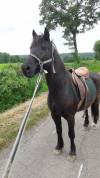 BABOA poney de 1m37 