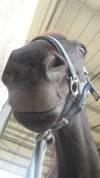 BABOA poney de 1m37 
