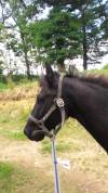 BABOA poney de 1m37 