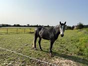 Cheval de 6 ans