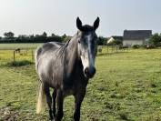 Cheval de 6 ans