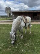 Poney pour club