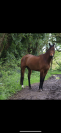 Hongre de 4 ans à vendre 