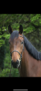 Hongre de 4 ans à vendre 
