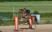 Yegua KWPN Caballo de Deporte Neerlandés En venta 2018 Alazán por Glasgow w vh merelsnest