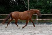 Poulinière origines dressage