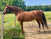 Poulinière origines dressage